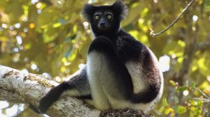indri-lemur