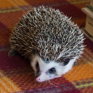 hedgehog